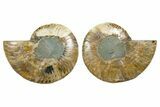 Cut & Polished, Agatized Ammonite Fossil - Madagascar #344151-1